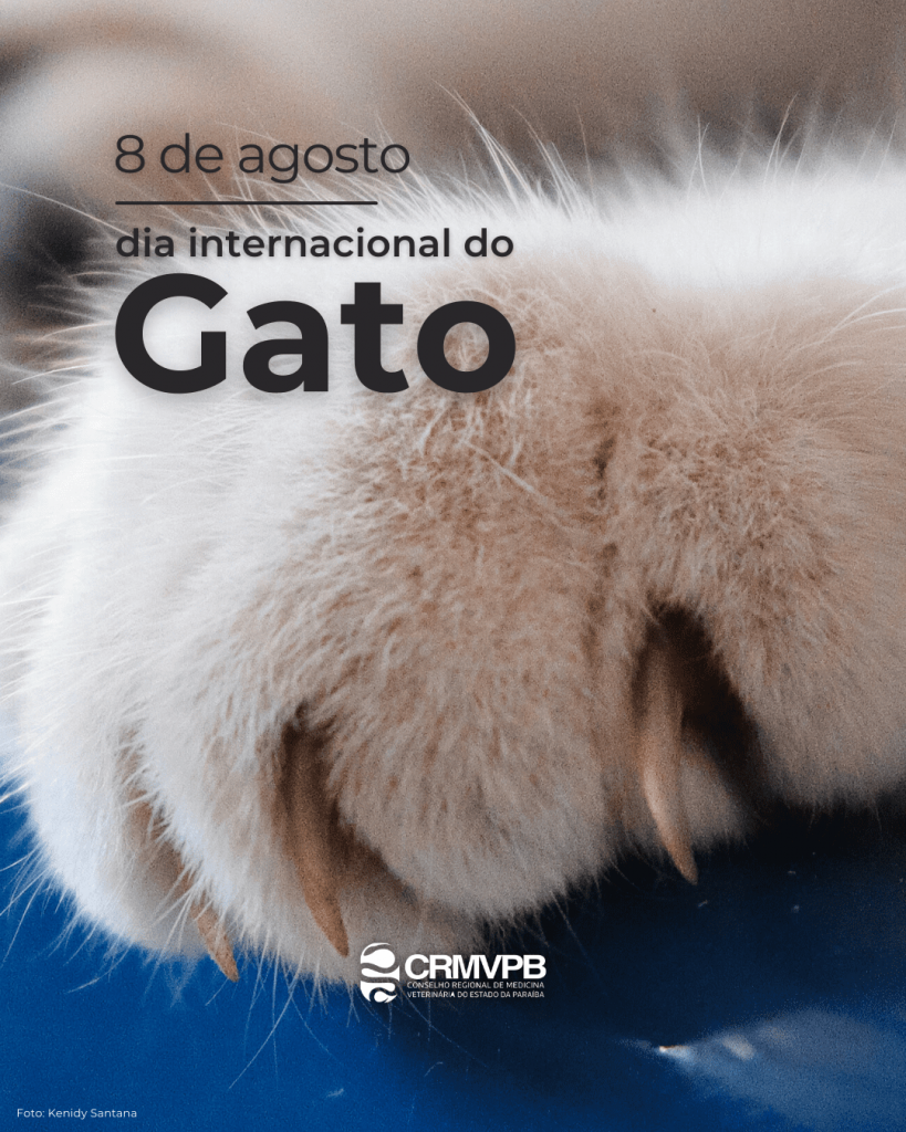 Dia Internacional do Gato – 8 de agosto