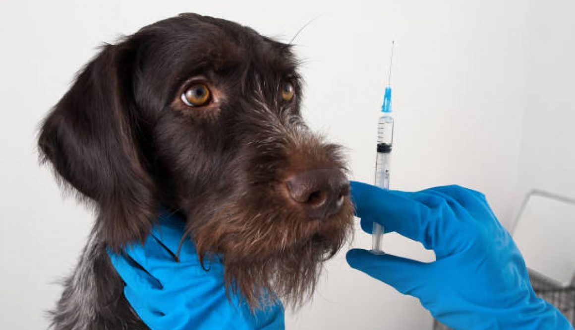 dog and hands of veterinarian preparing syringe for injection