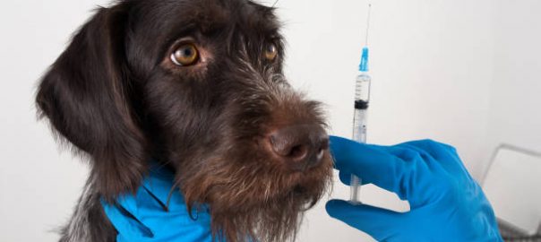 dog and hands of veterinarian preparing syringe for injection