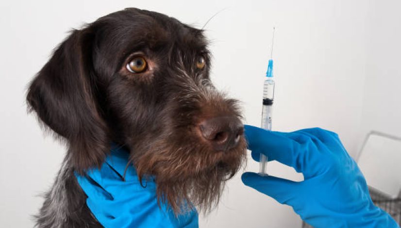 dog and hands of veterinarian preparing syringe for injection dog and hands of veterinarian preparing syringe for injection