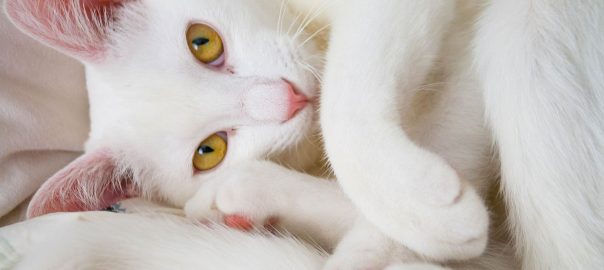 gata branca