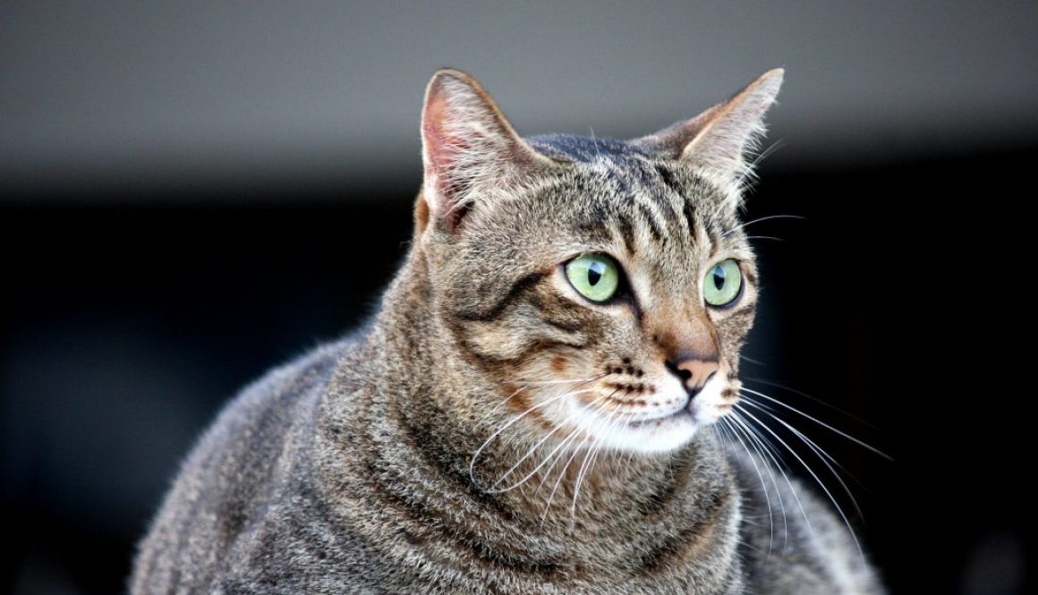cat-g44467ac08_1920