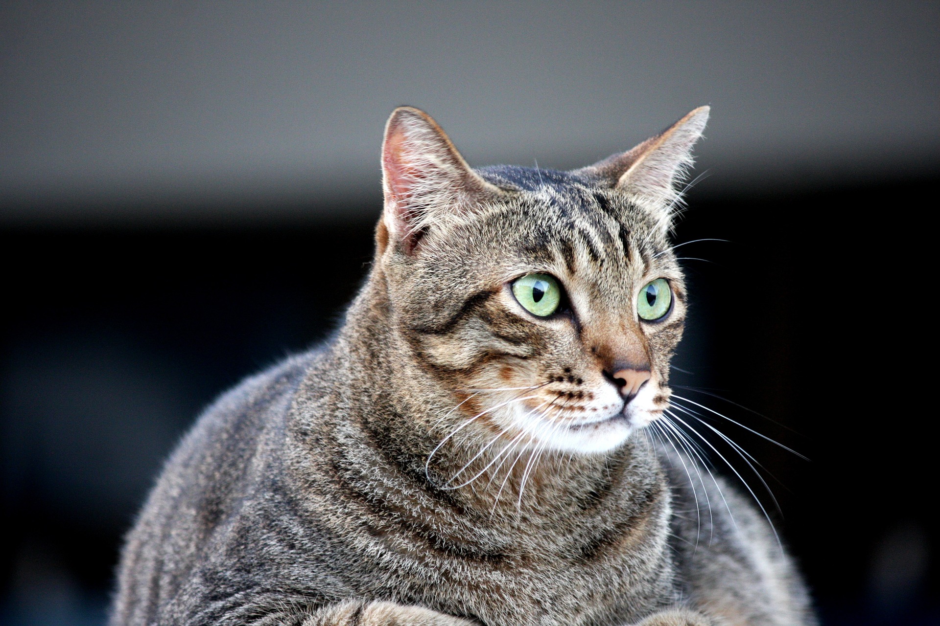 cat-g44467ac08_1920