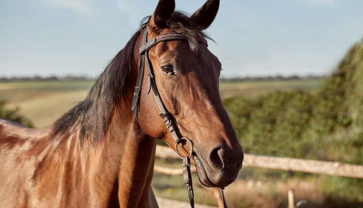 beautiful-brown-horse-close-up-muzzle-cute-look-mane-background-running-field-corral-trees-horses-are-wonderful-animals (1)