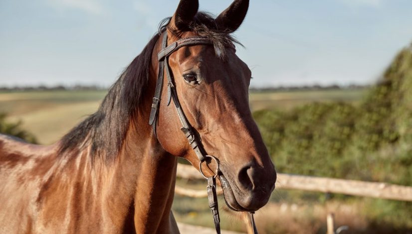 beautiful-brown-horse-close-up-muzzle-cute-look-mane-background-running-field-corral-trees-horses-are-wonderful-animals (1)