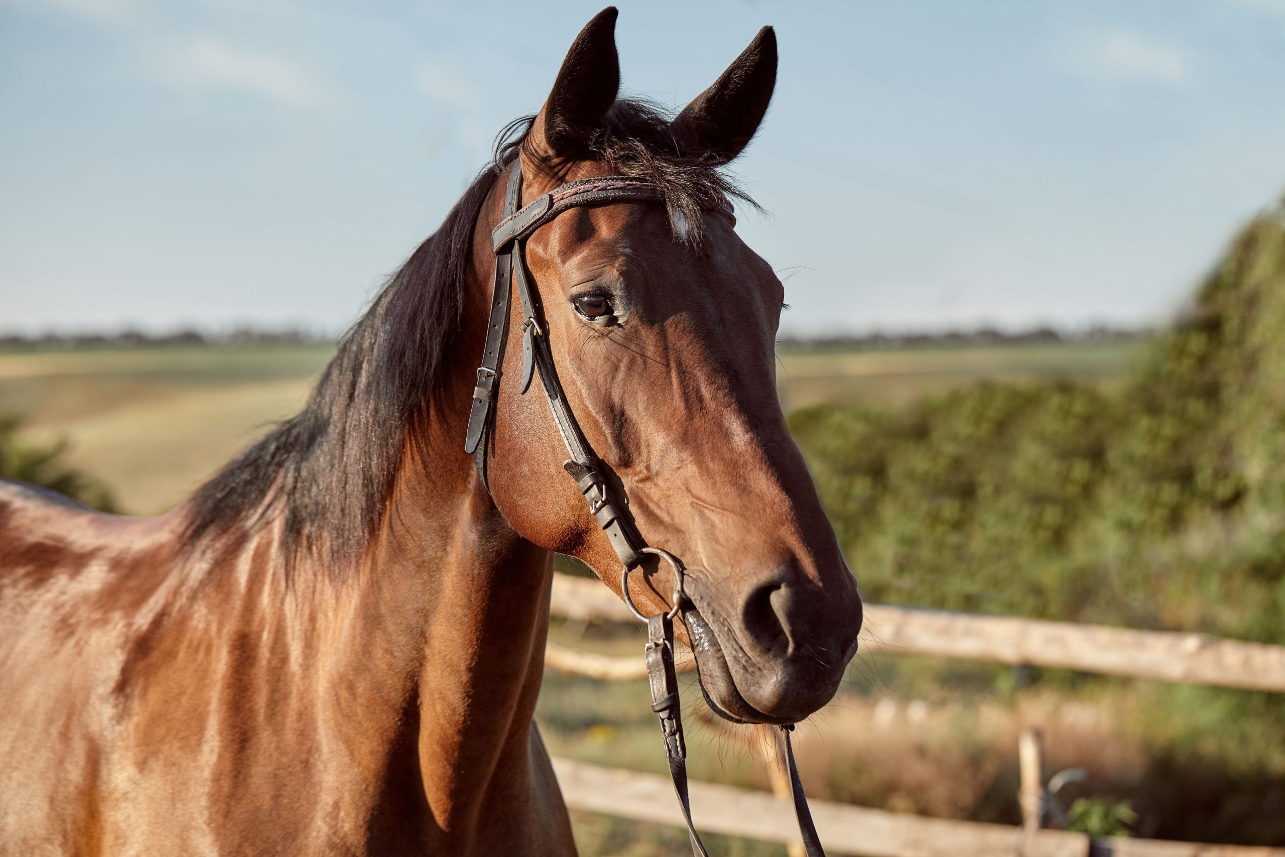 beautiful-brown-horse-close-up-muzzle-cute-look-mane-background-running-field-corral-trees-horses-are-wonderful-animals (1)