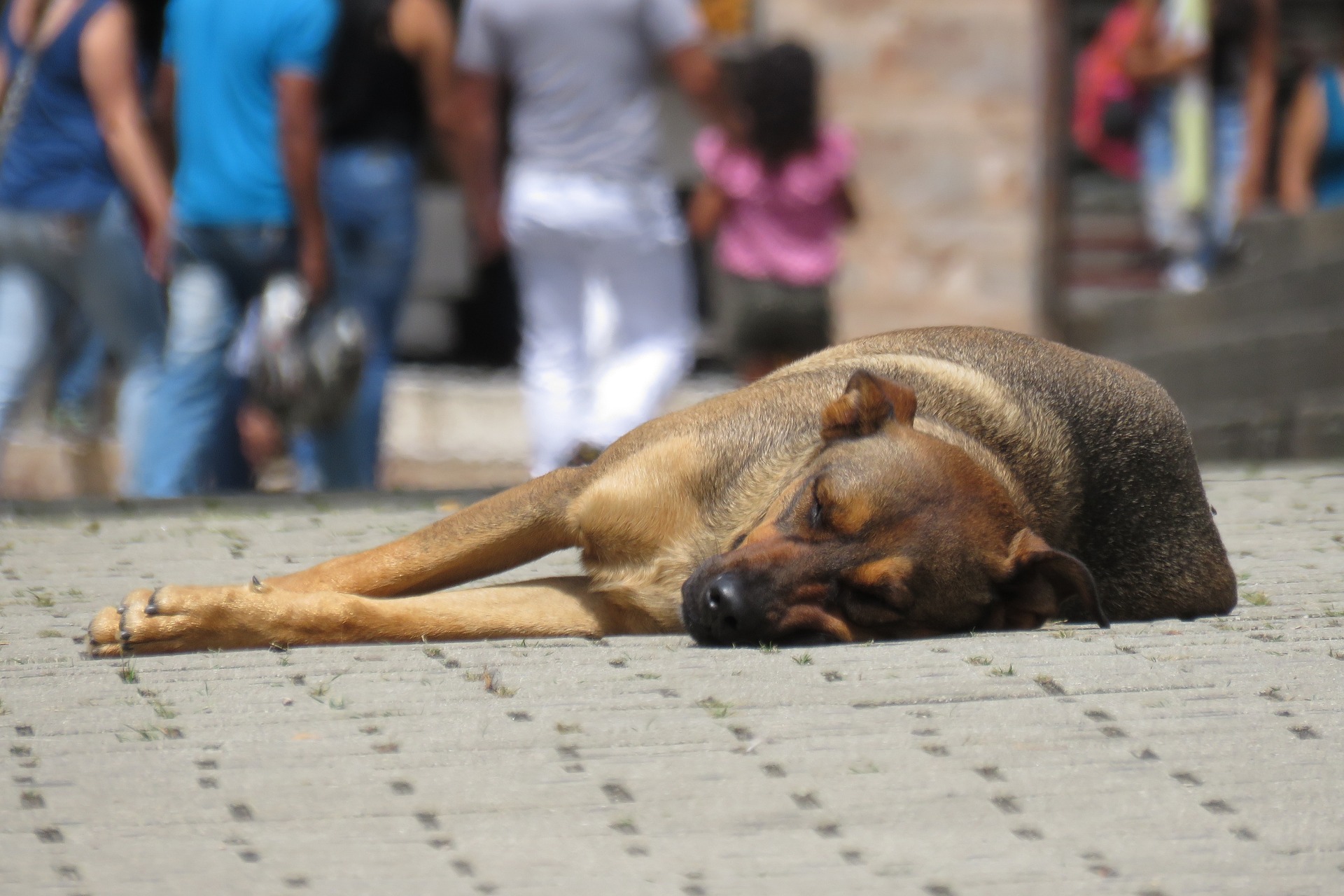 dog-gd60761047_1920