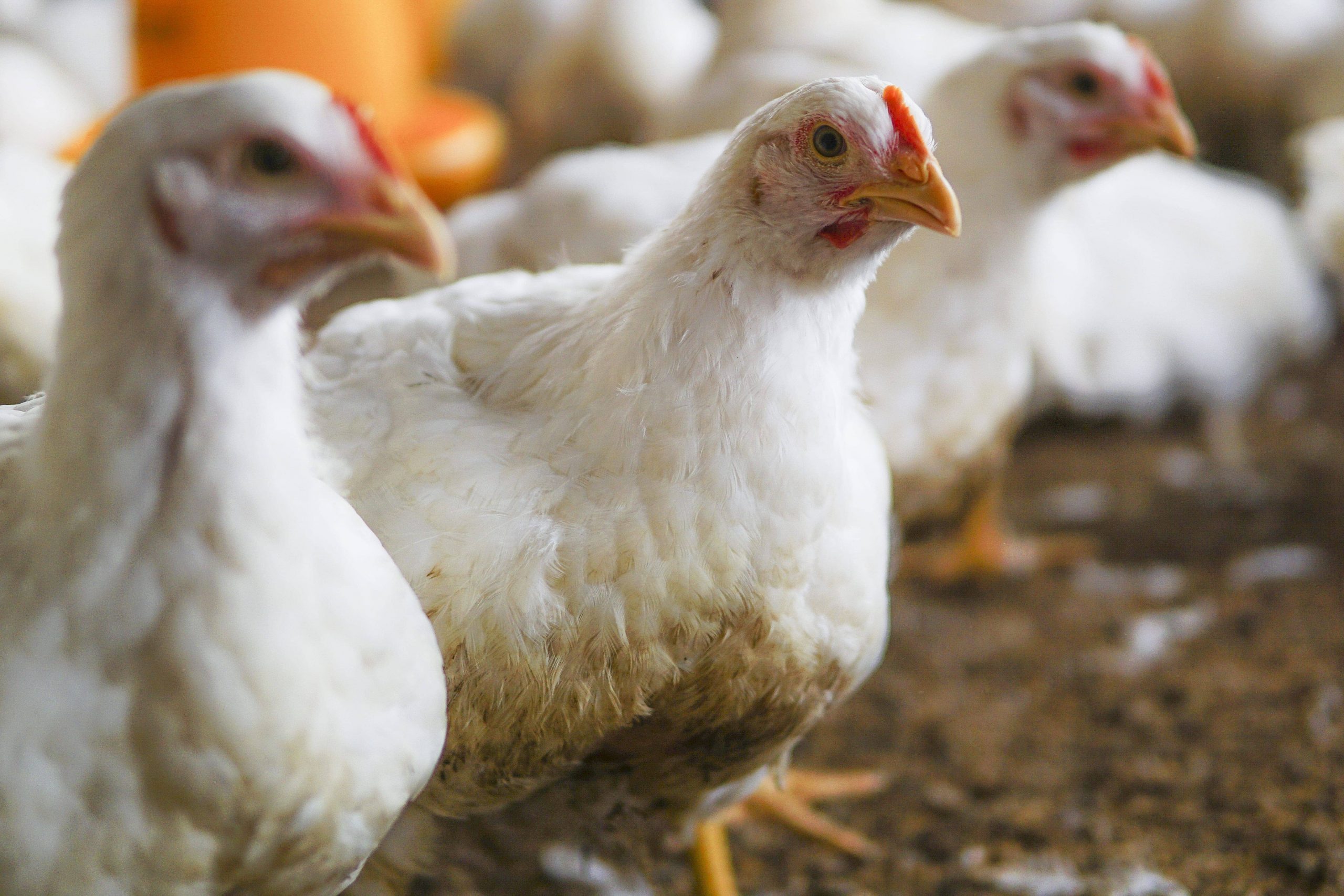 white-chicken-farm (2) (2) (1) (1)-min (1)