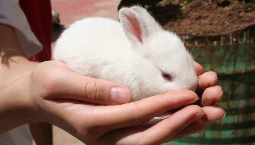 baby-g4a4302b30_1920 baby-g4a4302b30_1920