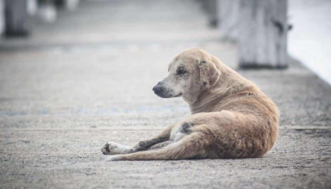 dog-g12bab51b9_1920