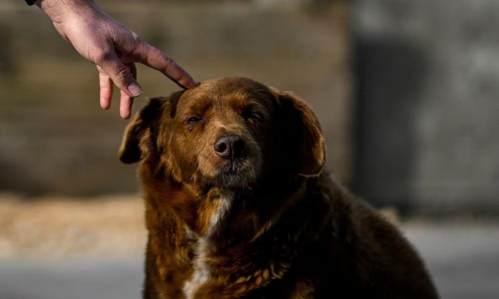 Cachorro mais velho do mundo completou 31 anos; confira dicas para manter  longevidade dos animais – CRMV-PB – Conselho Regional de Medicina  Veterinária do Estado da Paraíba