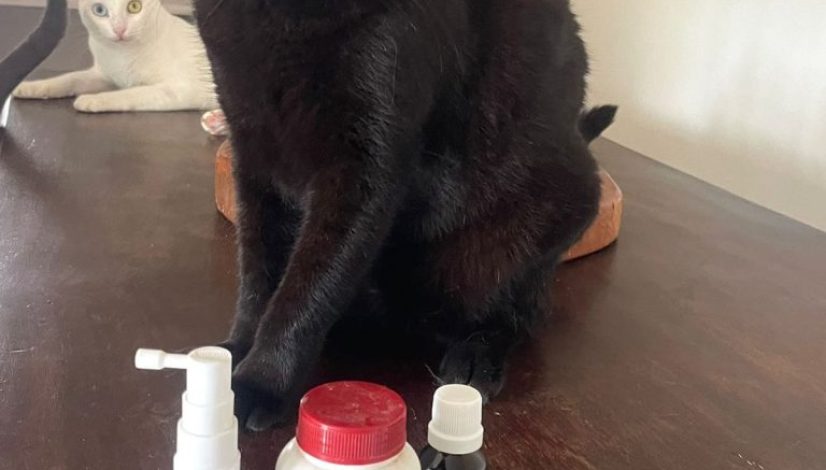 af6e7125-9f4e-4b82-802d-a7c34198c6f9