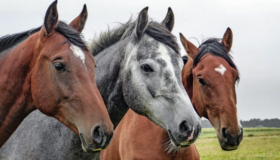 horses-geb1b62ed5_1280