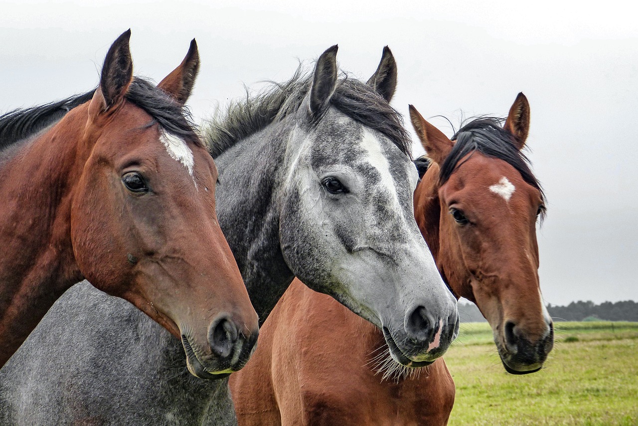 horses-geb1b62ed5_1280