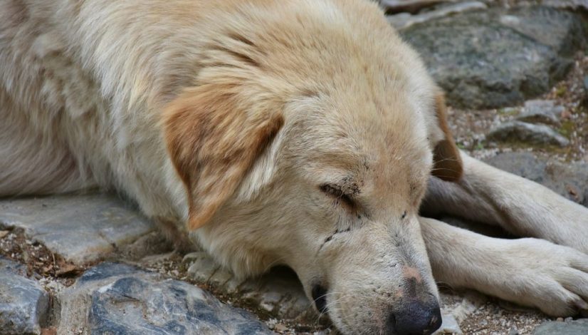 dog-2726879_1280 dog-2726879_1280