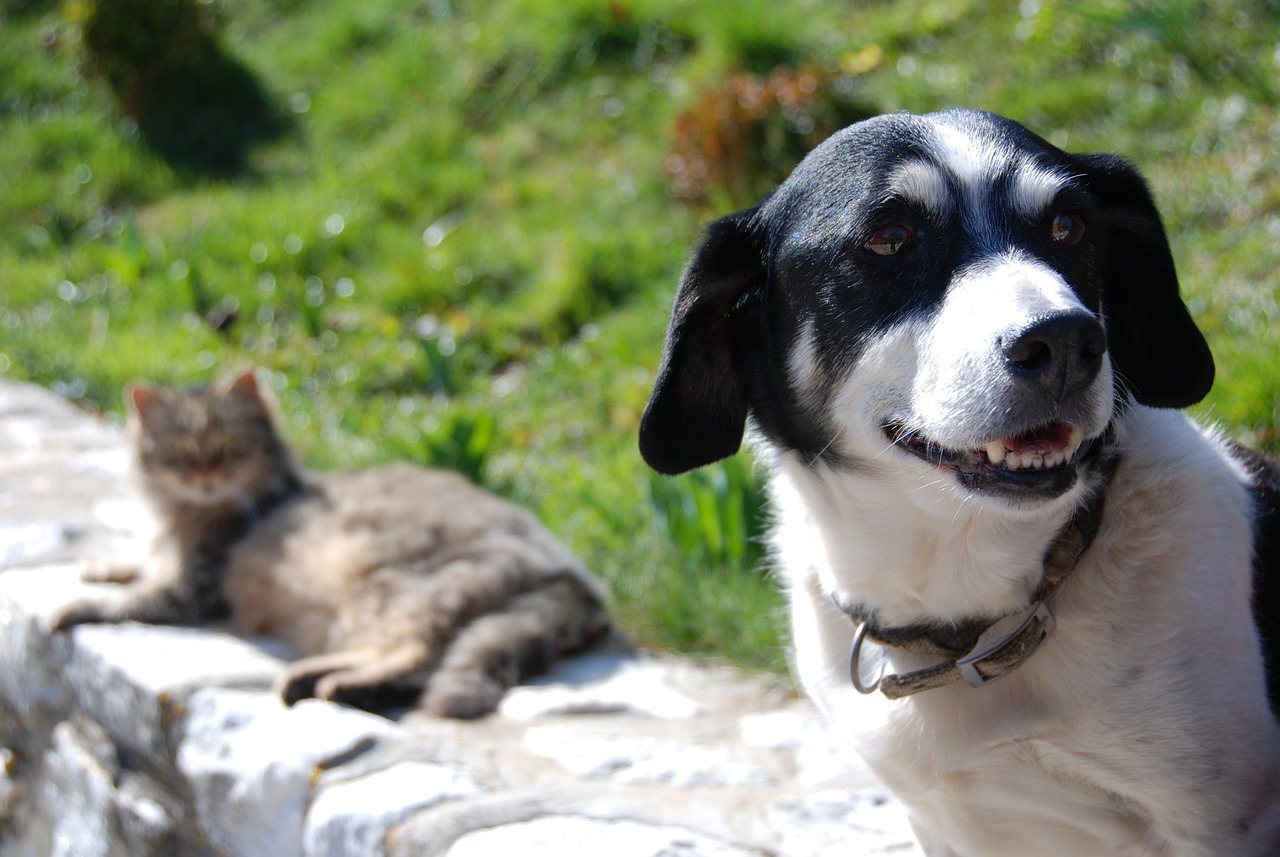 Cadela e gata