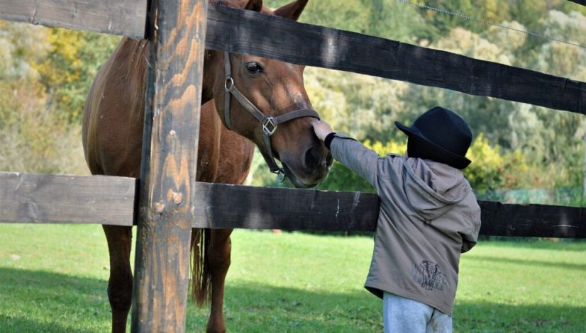 horse-5133657_1280 horse-5133657_1280