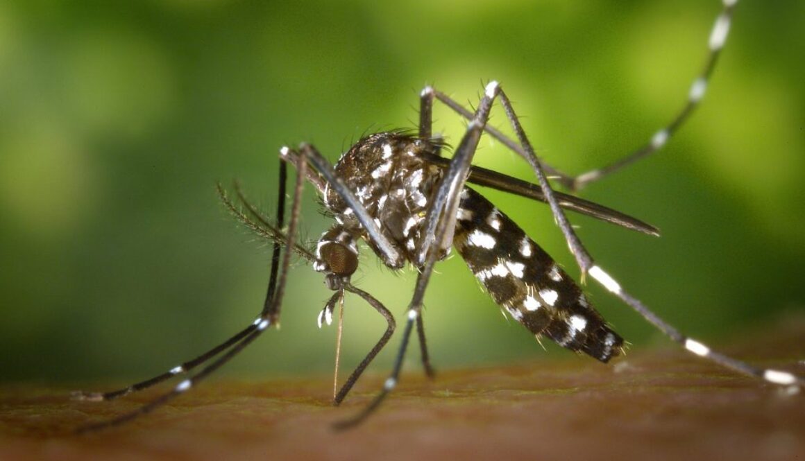 tiger-mosquito-mosquito-asian-tigermucke-sting-86722-1024x678