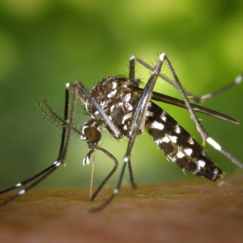 tiger-mosquito-mosquito-asian-tigermucke-sting-86722-1024x678