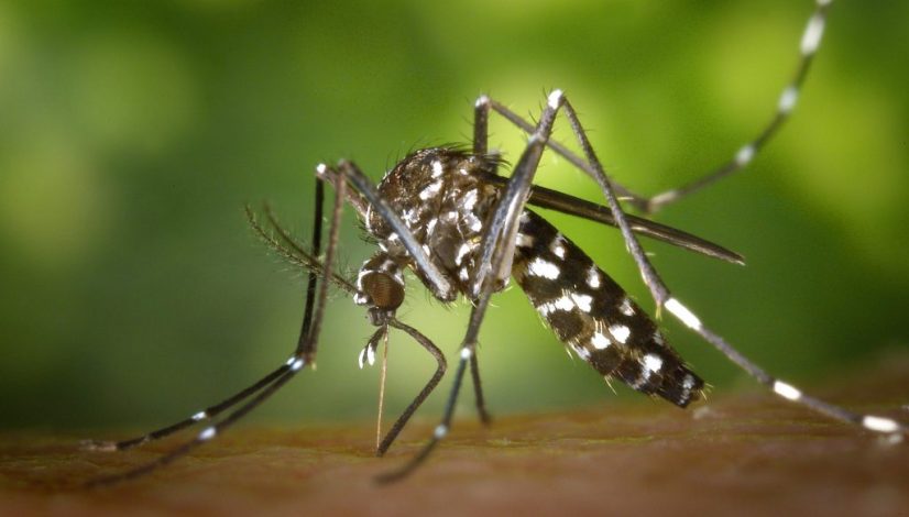 tiger-mosquito-mosquito-asian-tigermucke-sting-86722-1024x678