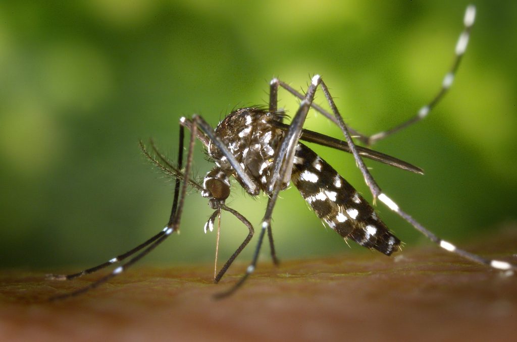 tiger-mosquito-mosquito-asian-tigermucke-sting-86722-1024x678