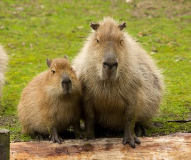 capybara-6091872_1280