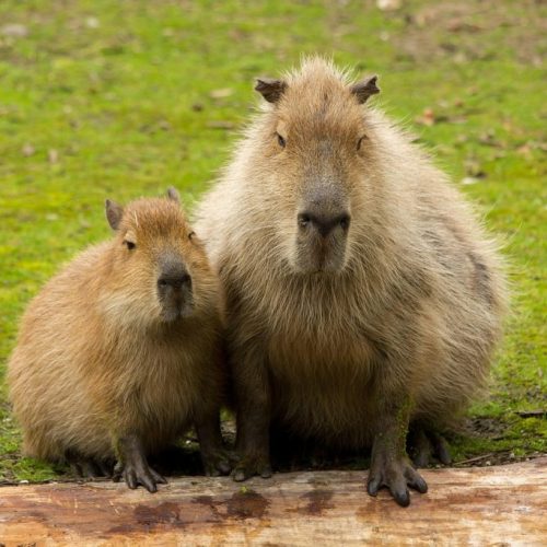 capybara-6091872_1280