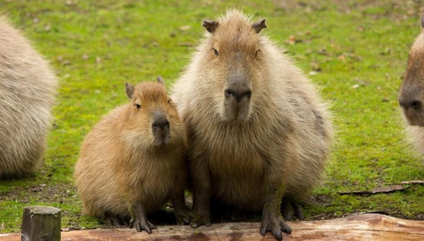 capybara-6091872_1280