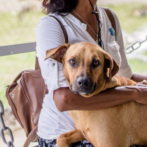 Female with her hands on a brown companion dog