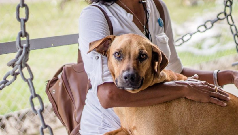 Female with her hands on a brown companion dog
