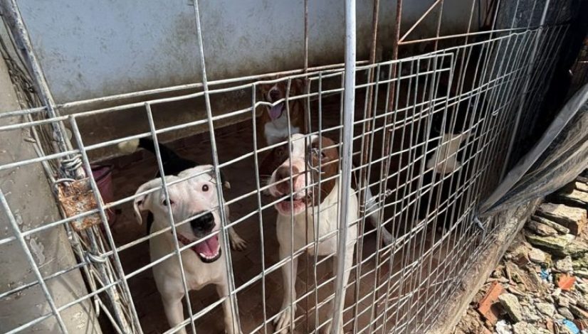 WhatsApp Image 2025-07-29 at 11.31.02 WhatsApp Image 2025-07-29 at 11.31.02