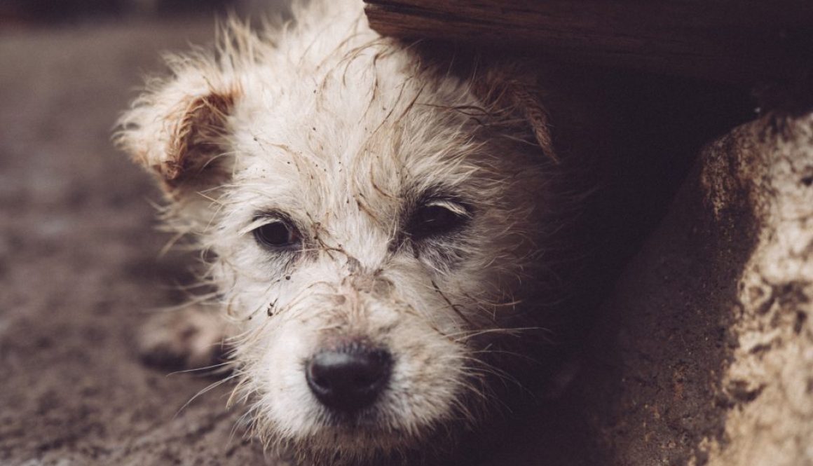 ba695b29-594c-4baa-7d3c-4cc55f811ae4