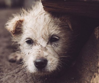 ba695b29-594c-4baa-7d3c-4cc55f811ae4