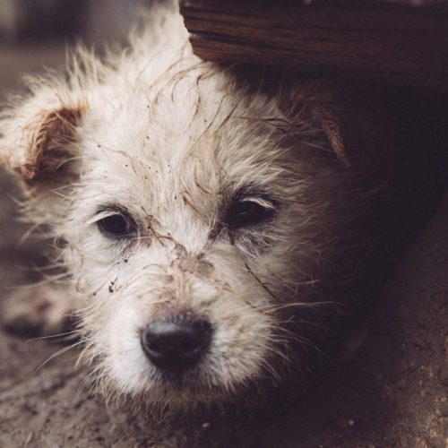 ba695b29-594c-4baa-7d3c-4cc55f811ae4