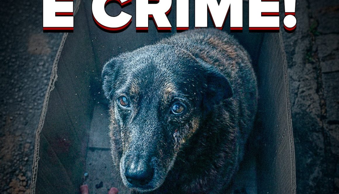 WhatsApp-Image-2026-01-28-at-17.12.58