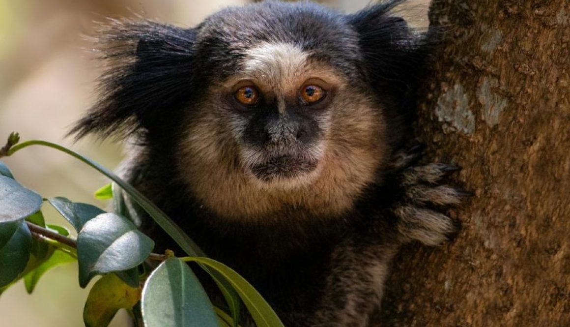 pexels-neilyonamine-9305582