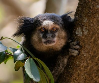 pexels-neilyonamine-9305582