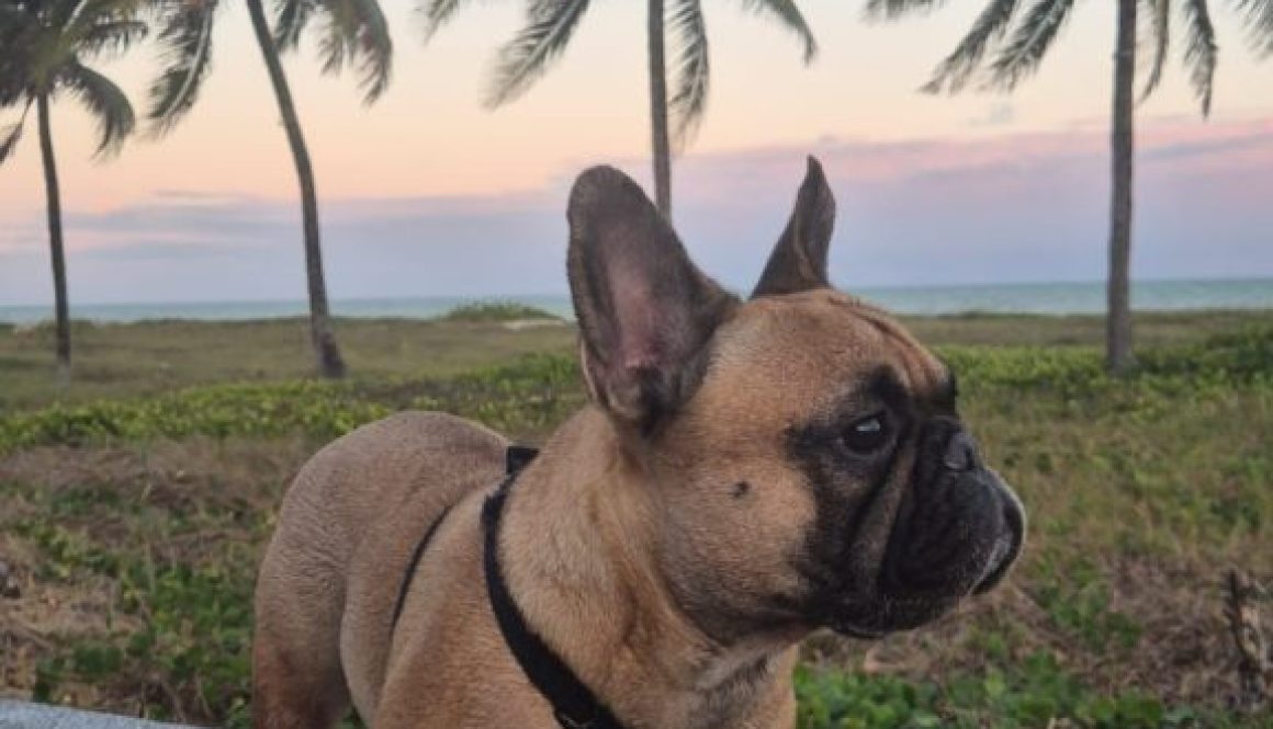 aa700374-db73-4f4a-b17b-f1d4bc09d716 (1)