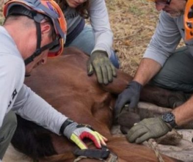 imagem-1024x683-1200x400